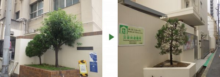 小学校の玄関前のシラカシ・カイヅカイブキを移植した事例｜大阪市西区M小学校様