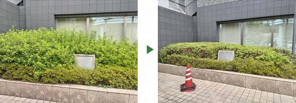 マンション前の植え込みのサツキとヒラドツツジの剪定を予算内の2万円で実施した事例｜大阪市旭区Kマンション様