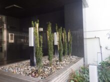 ペンシルロッケットの植木を会社の玄関口に植えた事例写真　施工後