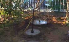 植木の根元の土を掘り、水が溜まっている状態