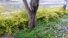 作業前（オリーブの木）