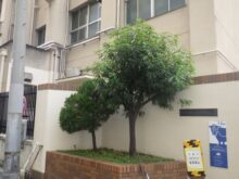 小学校の玄関前のシラカシ・カイヅカイブキを移植した事例｜大阪市西区M小学校様（移植前）
