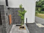 新築一戸建ての北向きの植栽スペースに高さ2mのソヨゴを植栽した事例｜大阪市大正区K様（施工後）
