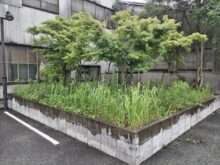 駐車場角の植栽エリアの除草作業を1人3時間で実施した事例｜大阪市都島区K様（作業前）