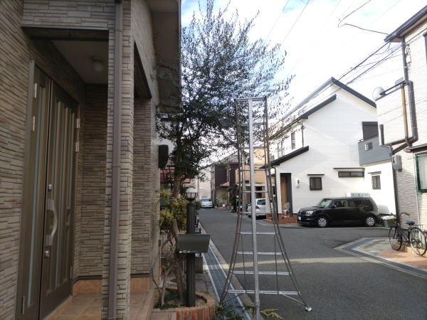 一戸建て玄関前の高さ4mのオリーブを1人2時間で剪定した事例｜大阪府大阪市生野区T様（作業前）