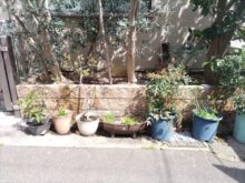 家の前の花壇・植木鉢への「散水ホース取付」を1人3時間で実施した事例｜大阪府大阪市鶴見区K様（作業後）