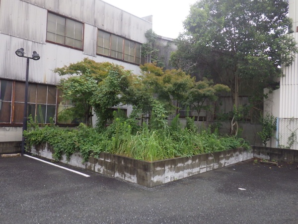 駐車場の隅の植え込み50㎡の「草刈り」を1人1日で実施した事例｜大阪府大阪市都島区T様（作業前）