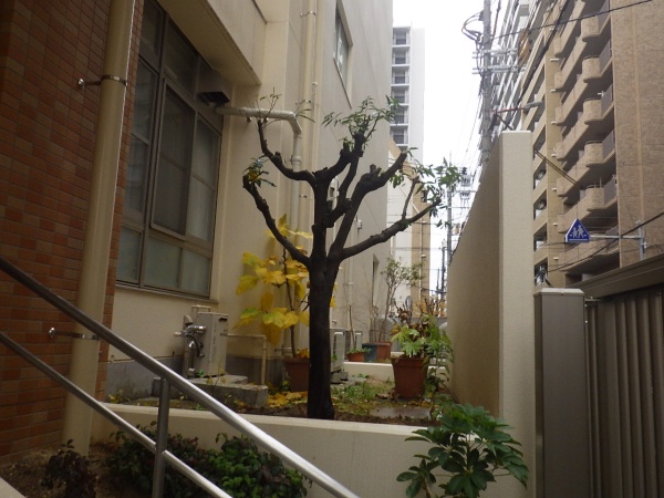 小学校の玄関前のシラカシ・カイヅカイブキを移植した事例｜大阪市西区M小学校様（移植後２）