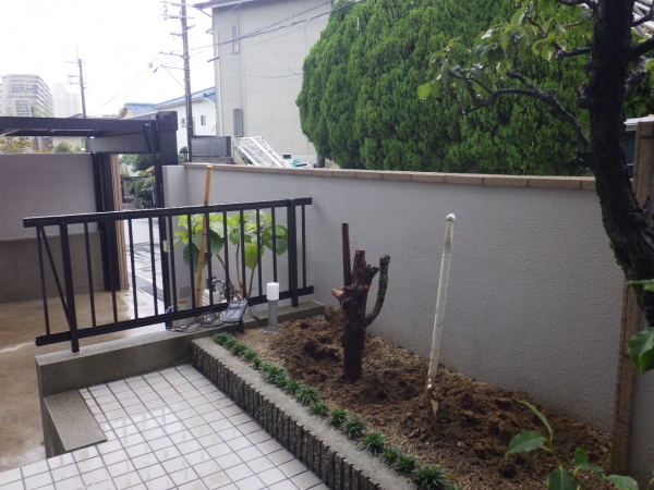 大阪市此花区の自宅　ダイスギ伐根前のお写真