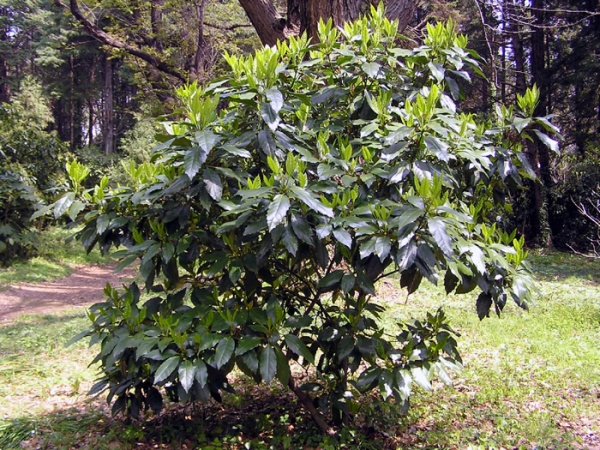アオキ 大阪 門真市 堺市 京都 奈良の植木屋村上造園
