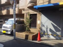 ソヨゴ