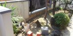 クロマツ伐採後、抜根前