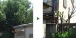 アラカシ剪定前後