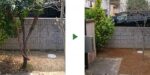 キョウチクトウ撤去前後